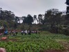 Học sinh Trường PTDTBT THCS PHÌNH GIÀNG tham gia trồng ra để phục vụ trường Bán Trú