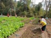 VƯỜN RAU XANH-SẠCH CỦA TRƯỜNG EM SAU TẾT ẤT TỴ 2025!